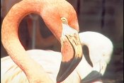 Flamingos Hanging Out